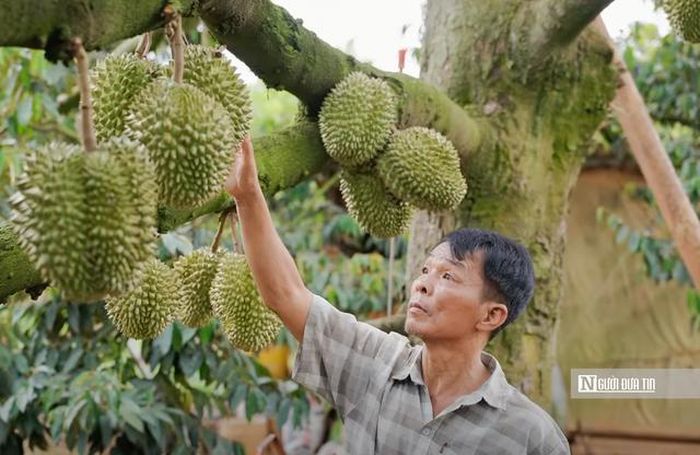 Nông dân xã Ea Knuếc chuẩn bị cho lễ hội sầu riêng sắp tới.