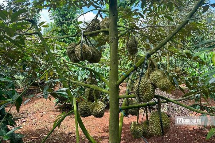 Sầu riêng Đắk Lắk đang vào vụ mùa cao điểm