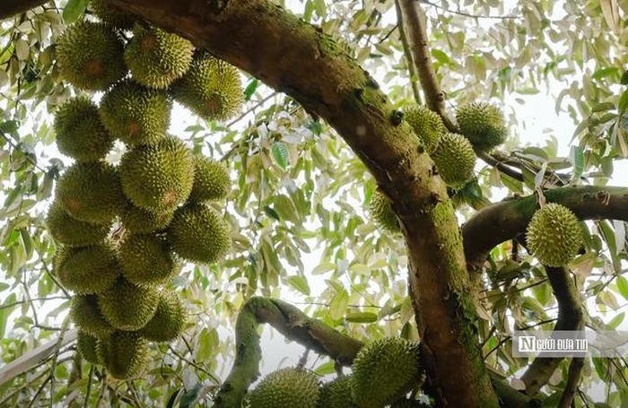 Một cây sầu riêng cổ thụ tại vườn của hộ nông dân thuộc xã Ea Knuếc.
