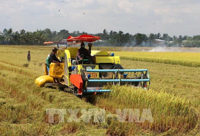Thu hoạch lúa Hè Thu 2026 tại xã Vị Thủy, thành phố Cần Thơ. Ảnh: Duy Khương – TTXVN