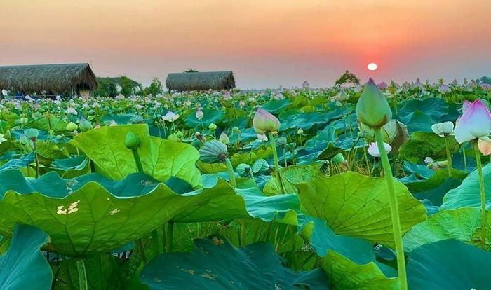 Cảnh đẹp cánh đồng sen. Ảnh: Du lịch Đồng Tháp
