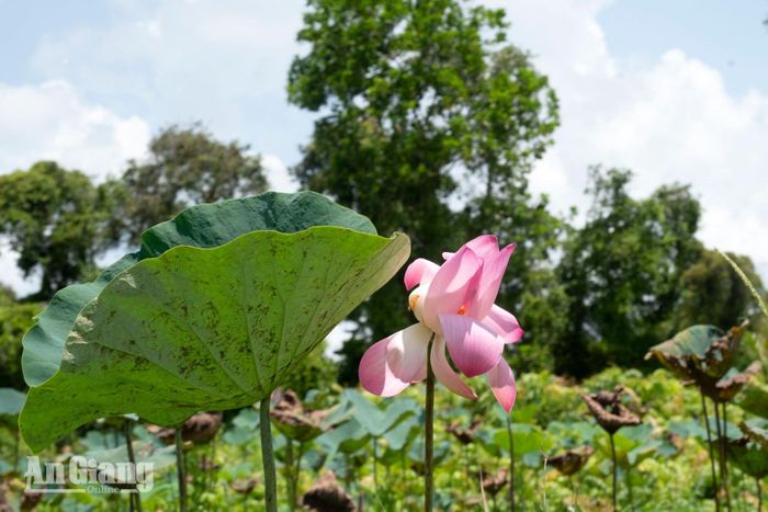 Khu rừng cũng mang vẻ đẹp tuyệt vời của hoa súng.