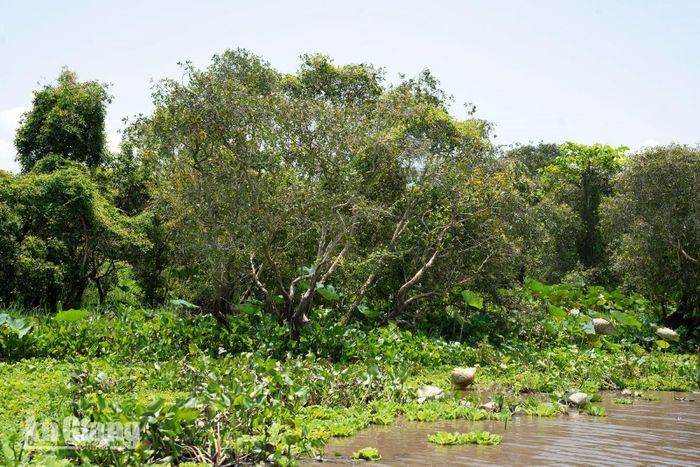 Thuyền nhẹ nhàng lướt qua những lối nước phủ đầy bèo xanh.