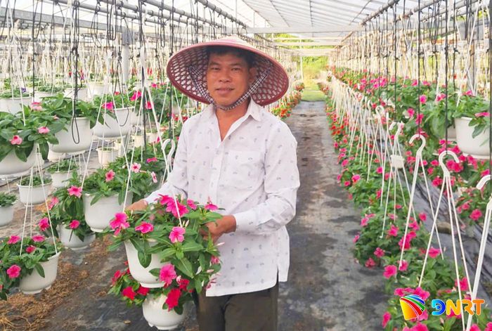 Vườn hoa của anh Thái Văn Công (phường Hòa Khánh) là mô hình nông nghiệp tiêu biểu, tạo ra nguồn thu nhập ổn định cho gia đình và những người xung quanh. Ảnh: THIÊN DUYÊN