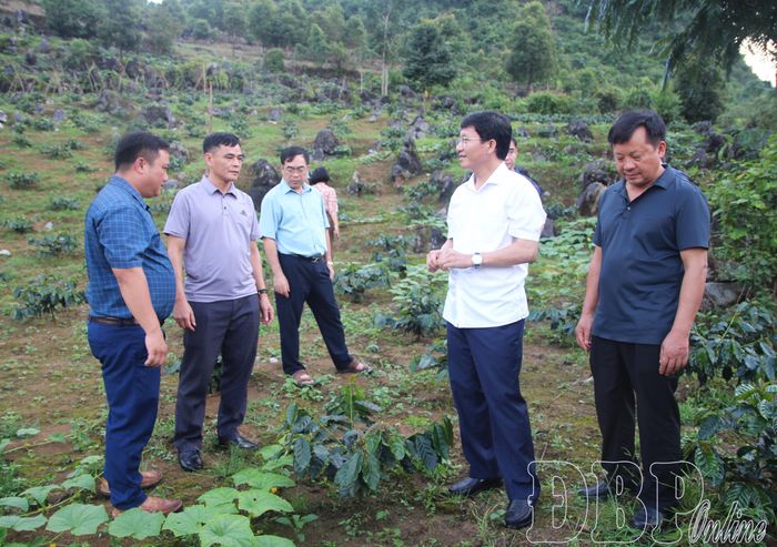 Đồng chí Mùa A Vảng cùng đoàn công tác thăm mô hình trồng cà phê tại xã Sín Chải.