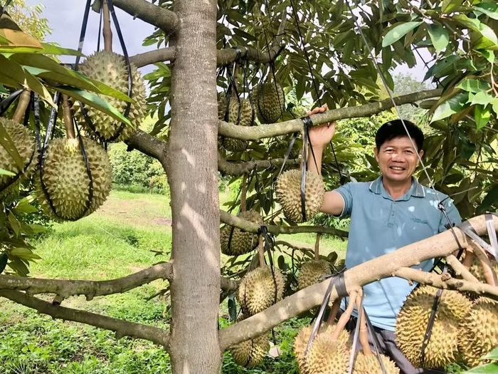 Vùng sầu riêng được xây dựng mã số vùng trồng, góp phần chuẩn hóa quy trình sản xuất, truy xuất nguồn gốc và mở rộng thị trường tiêu thụ. Ảnh: Lê Nam