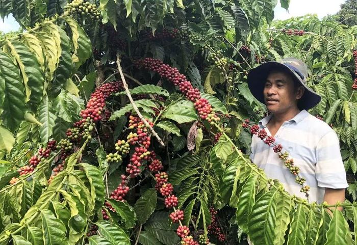  Vườn cà phê ở xã Ia Ly được chăm sóc theo hướng hữu cơ, góp phần nâng cao chất lượng và giá trị sản phẩm. Ảnh: Lê Nam 