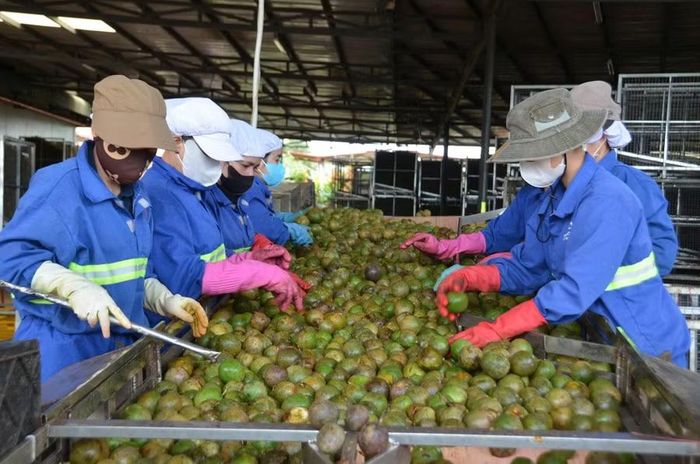  Công nhân Công ty CP Nafoods Gia Lai (phường An Phú) sơ chế chanh dây tươi trước khi chế biến. Ảnh: DƯƠNG THÚY 