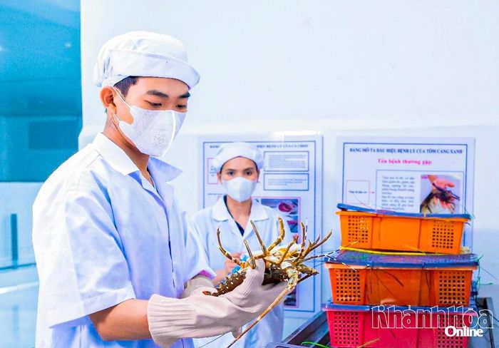 Công nhân một doanh nghiệp kiểm tra chất lượng tôm hùm thu mua tại vùng nuôi Cam Ranh để phục vụ xuất khẩu.