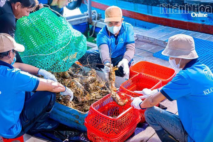 Công nhân một doanh nghiệp kiểm tra chất lượng tôm hùm thu mua tại vùng nuôi Cam Ranh để phục vụ xuất khẩu.