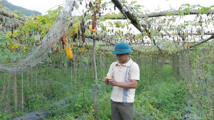 Hạt mướp đắng bán với giá khoảng 700.000 đồng/kg, mở thêm lựa chọn cho người dân trong chuyển đổi cơ cấu cây trồng.