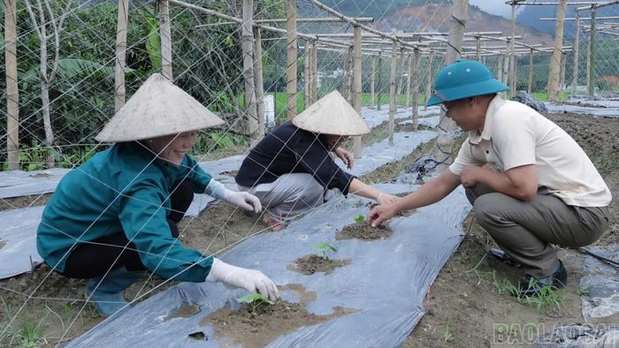 Nông dân thôn Suối Mường trồng và chăm sóc cây mướp đắng lấy hạt.