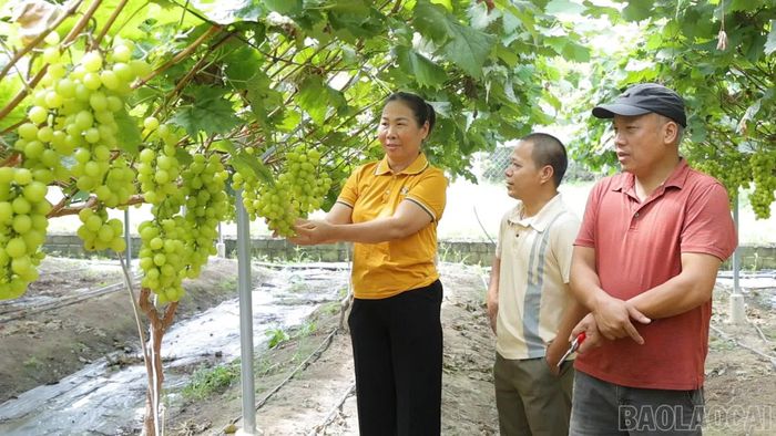 Hội Nông dân xã Văn Chấn tham quan mô hình trồng nho của gia đình anh Phạm Văn Hùng.