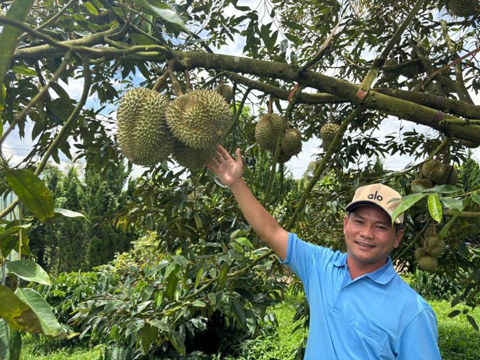 Anh Hoàng Trọng Chân đang chuẩn bị cho vụ thu hoạch sắp tới