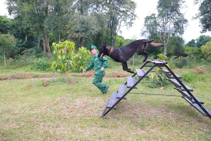Chó huấn luyện chiến đấu đòi hỏi phải có thể lực tốt thì mới có thể vượt qua những bài tập khắc nghiệt