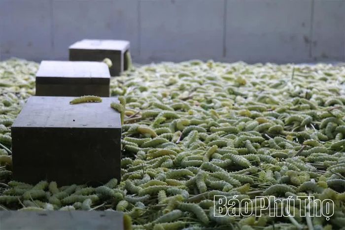 Nuôi tằm lá sắn - nghề giúp nhiều hộ dân trên địa bàn tỉnh thoát nghèo vươn lên làm giàu.