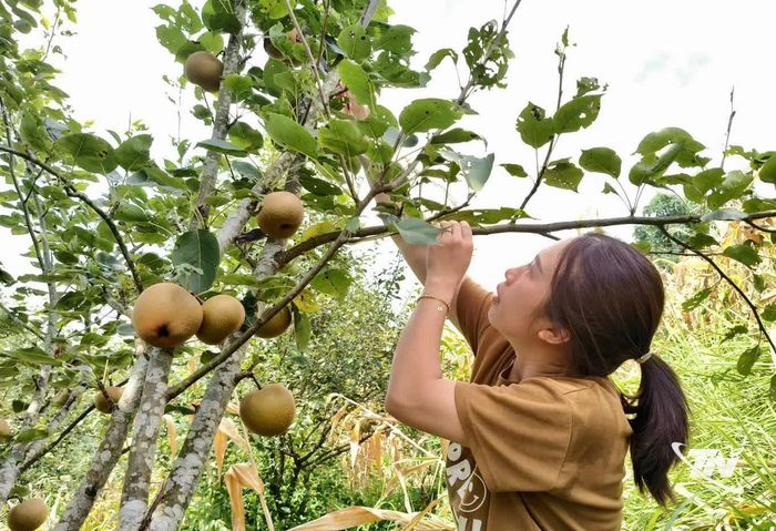 Những cây lê bản địa của gia đình ông Triệu Văn Chung đã cho thu hoạch với năng suất cao.