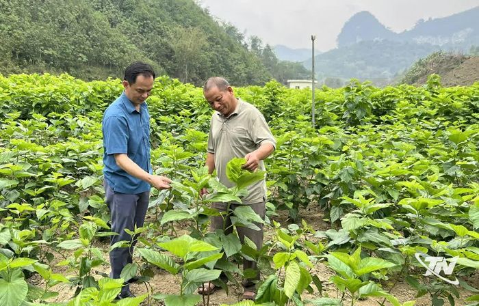 Người dân thôn Nà Lẹng (xã Bằng Thành) trồng dâu nuôi tằm đạt thu nhập cao.
