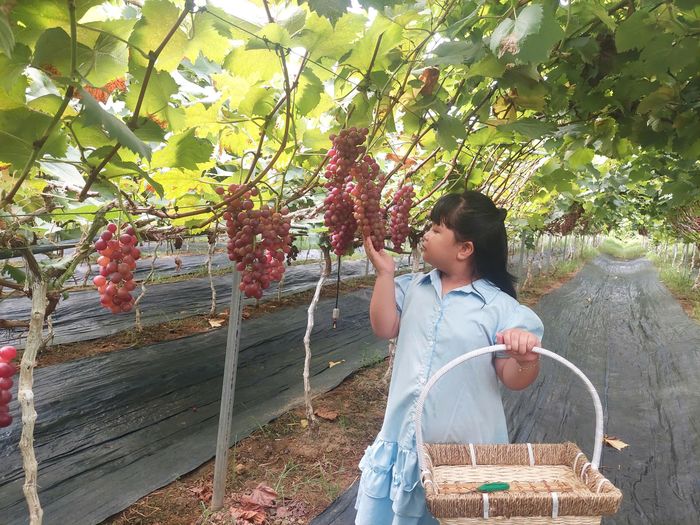 Chuyển đổi số trong lĩnh vực nông nghiệp giúp người nông dân theo dõi được quá trình sinh trưởng của cây, giúp tăng năng suất cây trồng, tăng nguồn thu nhập. Đồng thời giúp khách hàng truy xuất nguồn gốc một cách dễ dàng.