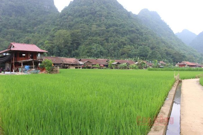Diện tích lúa trà sớm tại 1 số địa phương trong tỉnh đang trong giai đoạn đẻ nhánh.