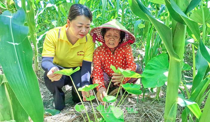Dưới các luống bắp nếp, bà Nguyễn Thị Thanh còn trồng xen khoai môn cao để tăng "vòng quay", tạo nguồn thu nhập liên tục.