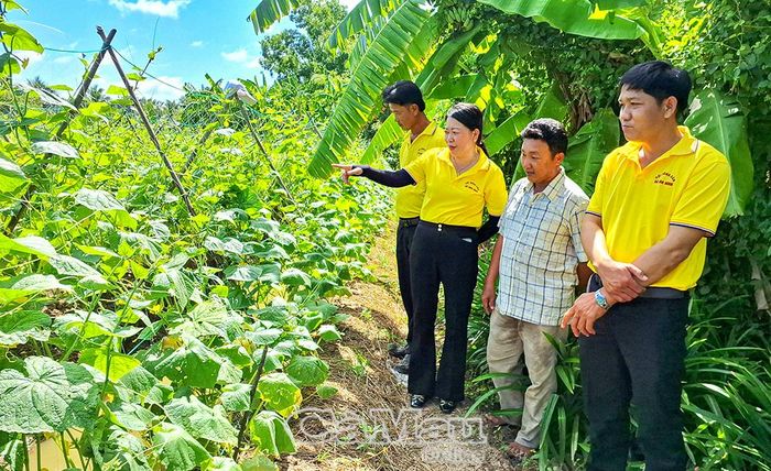 Hội Nông dân xã Hoà Bình tham quan, khảo sát hiệu quả mô hình trồng màu luân canh của ông Nguyễn Văn Lành, ấp Chùa Phật (thứ 2 từ phải sang).