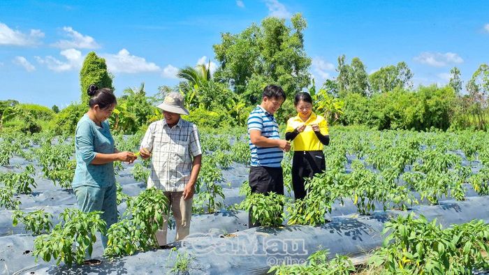 Mô hình trồng ớt sừng vàng của ông Nguyễn Văn Lành đang phát huy hiệu quả.