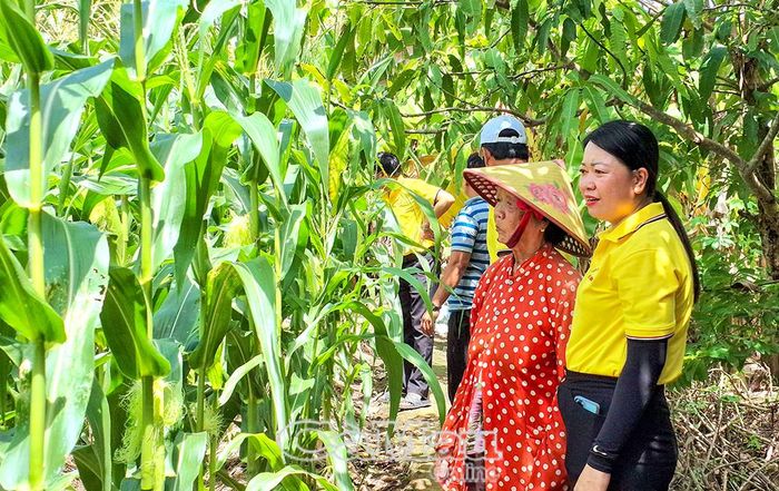 Mô hình trồng bắp nếp của bà Nguyễn Thị Thanh, ấp Chùa Phật (thứ 2 từ phải sang) cho thu nhập ổn định quanh năm.