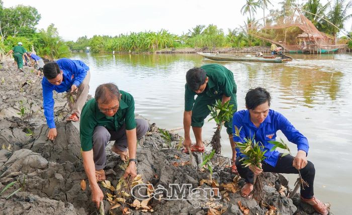 Những vị trí xung yếu dọc tuyến đường từ trụ sở UBND xã U Minh đến ngã ba kênh Công Điền được các lực lượng phủ xanh bằng cây mắm.