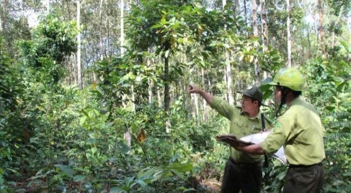 Các đơn vị chủ rừng trên địa bàn tỉnh Lâm Đồng cho biết, việc chi trả tiền giao khoán bảo vệ rừng cho các hộ nhận khoán năm 2024, 2025 đã chi trả đầy đủ
