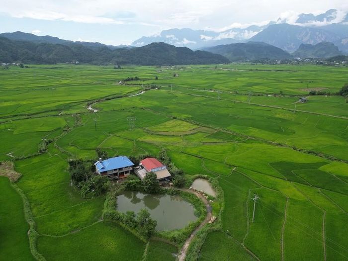 Nhìn từ trên cao, Mường Than tựa như một tấm thảm ngọc bích khổng lồ, dịu mát và bình yên đến lạ kỳ. Mỗi khi cơn gió từ đại ngàn thổi qua, cả cánh đồng lại dạt dào nhấp nhô như những làn sóng xanh nối đuôi nhau xô vào vách đá. Sắc xanh ở Mường Than không đơn điệu mà mang nhiều tầng cấp độ chuyển màu tinh tế.