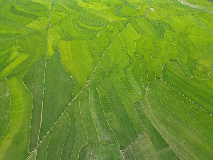 Bức tranh Mường Than lúc này mở ra đầy bất ngờ, không còn sự phản chiếu lung linh như tráng gương của mùa nước đổ, cũng chưa đến thời khắc rực rỡ của thảm vàng mùa thu, nơi đây chìm đắm trong một đại dương xanh ngắt mát lành, dốc thoải kéo dài tận chân núi xa.