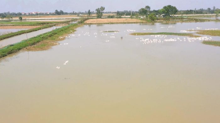 Không gian đồng ruộng, ao hồ gắn với hoạt động chăn nuôi vịt tại Vân Đình. Ảnh: PV