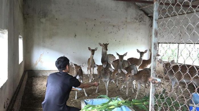 Hiện tại, cơ sở duy trì ổn định khoảng 15 con hươu cái sinh sản và hơn 30 con hươu đực chuyên lấy nhung. Ảnh: Ngọc Hưng.