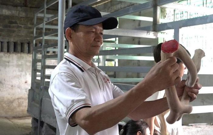 Khai thác nhung hưu mang lại giá trị kinh tế cao. Ảnh: Ngọc Hưng.