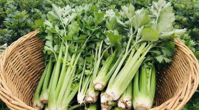 Rau cần tây rất ít purin, giàu chất xơ, nước. Ảnh minh họa