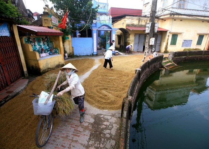 Mùa gặt ở làng. Ảnh: Lê Bích.