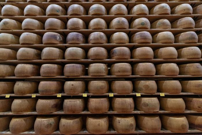  Những bánh pho mát Parmigiano Reggiano lâu năm, sẫm màu theo thời gian, xếp dọc các kệ trong kho chứa pho mát được bảo vệ nghiêm ngặt. Ảnh: Reuters. 