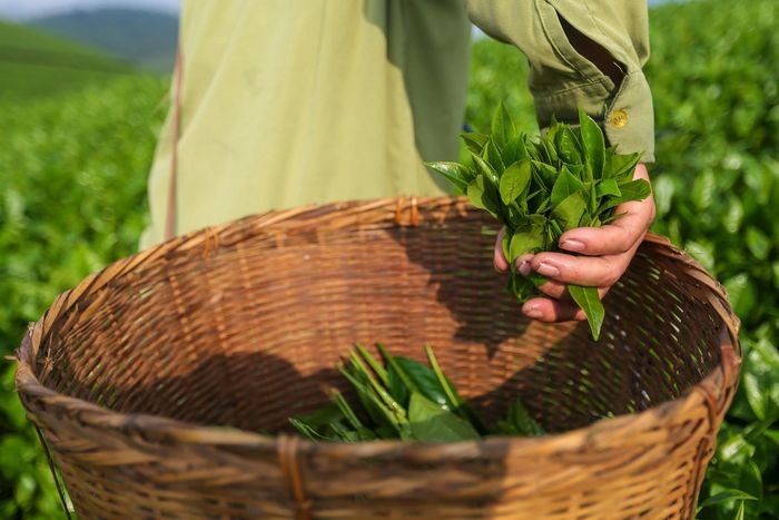 Bình minh trên đồi chè Long Cốc là một trong những khoảnh khắc "đắt giá" được nhiều du khách yêu thích chiêm ngưỡng. Trong ảnh là cảnh bình minh tại đồi chè Long Cốc đầu tháng 12/2025. Ảnh: Việt Linh.