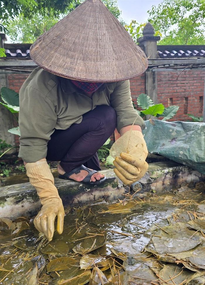 Những chiếc lá bồ đề chỉ còn gân và xương lá sẵn sàng đưa vào công đoạn chế biến tiếp theo