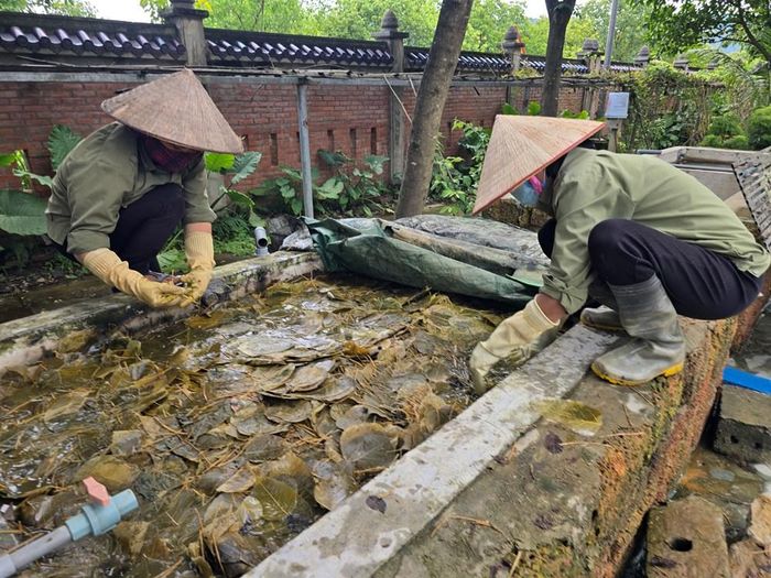 Lá bồ đề được hái vào tháng 7, 8 và được ngâm trong nước vôi