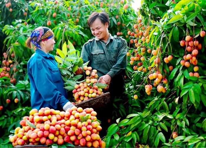 Đặc điểm quan trọng của mô hình du lịch nông thôn gắn với cây ăn quả là vai trò trực tiếp của người dân và các hợp tác xã. Ảnh: GIÁP VĂN CƯỜNG