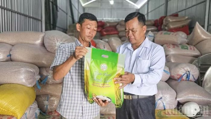 Hợp tác xã Nông nghiệp Thạnh Phát, xã Vĩnh Tường là một trong những chủ thể phát triển sản phẩm Gạo sạch Minh Quân. (Ảnh: VĂN ÚT)