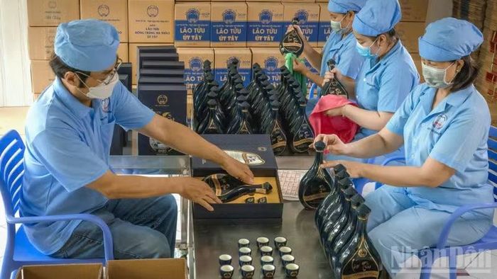 Sau quá trình lên men, rượu Lão Tửu Út Tây xã Tân Bình là rượu nếp lên men và tận dụng hương thơm tự nhiên. (Ảnh: VĂN ÚT)