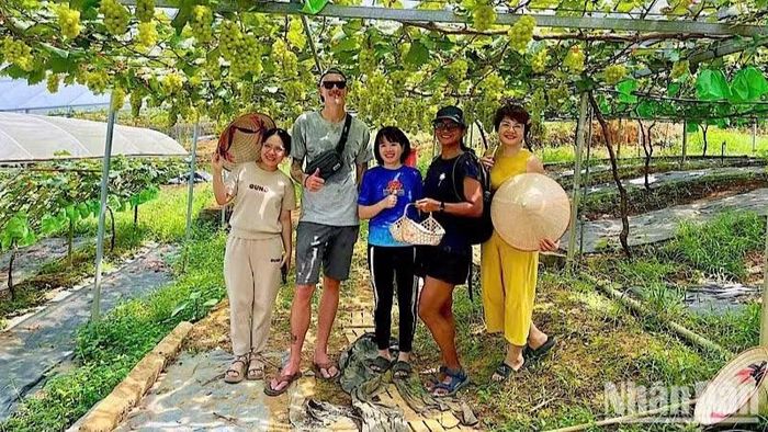 Du khách thích thú trải nghiệm vườn nho nhà anh Nguyễn Quang Trung tại xã Lương Sơn, Phú Thọ. (Ảnh: Hảo Thuỳ Anh)