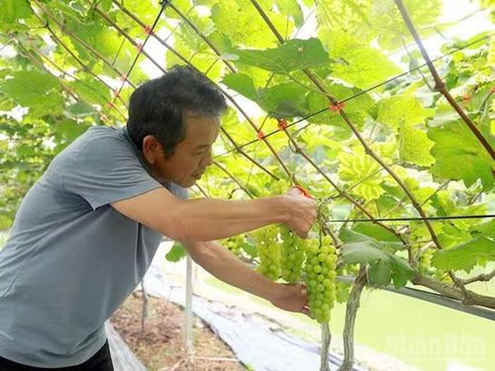 Anh Nguyễn Quang Trung chăm sóc nho tại vườn. (Ảnh: Hảo Thuỳ Anh)