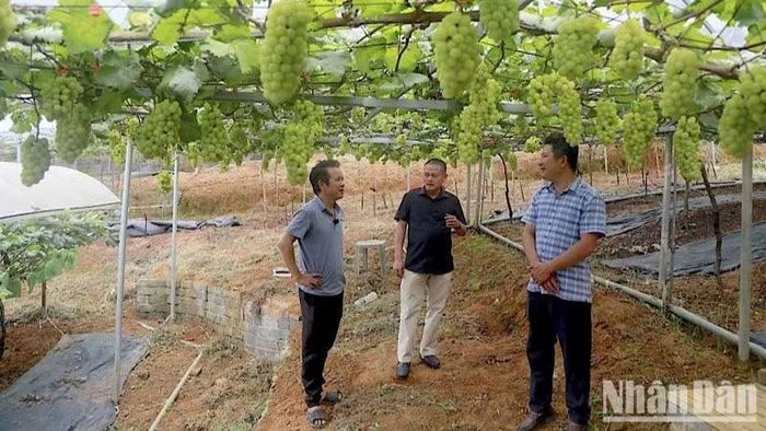 Anh Nguyễn Quang Trung trao đổi với chủ vườn cam tại Cao Phong đến học hỏi kinh nghiệm để về áp dụng trồng nho. (Ảnh: Hảo Thuỳ Anh)