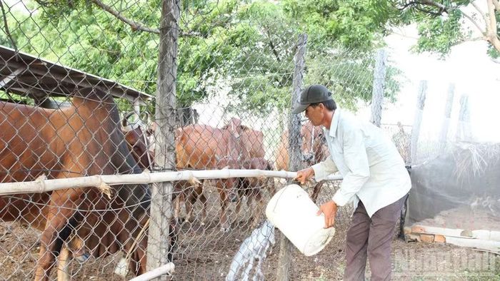 Ông Võ Tấn Đức, người có hơn 10 năm gắn bó với nghề chăn nuôi bò dùng thuốc điều trị đàn bò có biểu hiện bất thường về đường ruột sau khi uống nước từ nguồn hồ chứa nước Sông Biêu nhưng tình trạng vẫn chưa cải thiện rõ rệt.