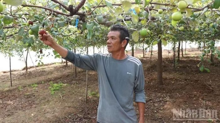 Vườn táo của hộ anh Nguyễn Văn Sinh có dấu hiệu kém phát triển, năng suất kém hơn trước.