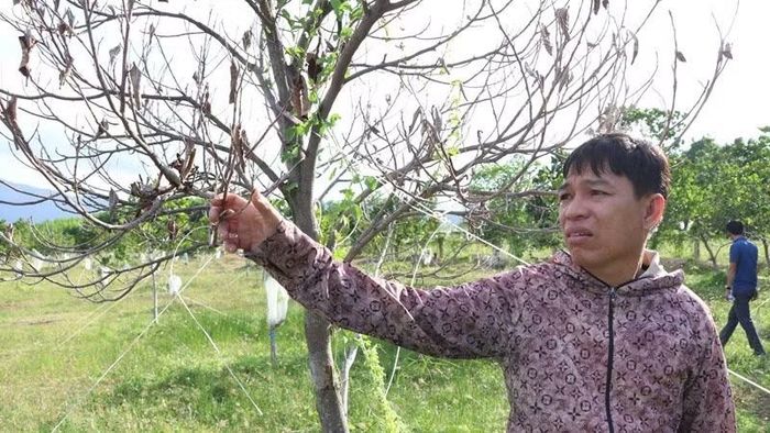 Ông Huỳnh Văn Nhớ cho biết, trong vườn trồng một số cây đã hơn 2 năm nhưng phát triển còi cọc, thậm chí chết dần.